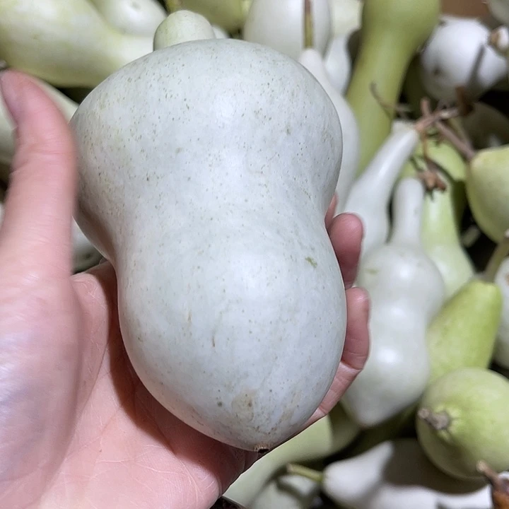 大果紫檀（缅甸花梨）海****9