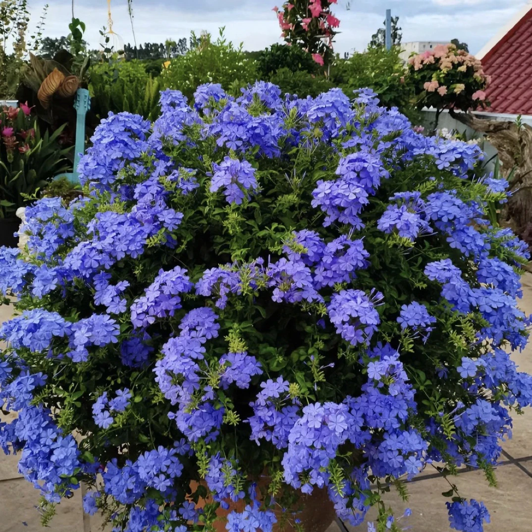 蓝雪花盆栽花卉苗多年生耐热植物阳台庭院花园爬藤垂吊拱门棒棒糖
