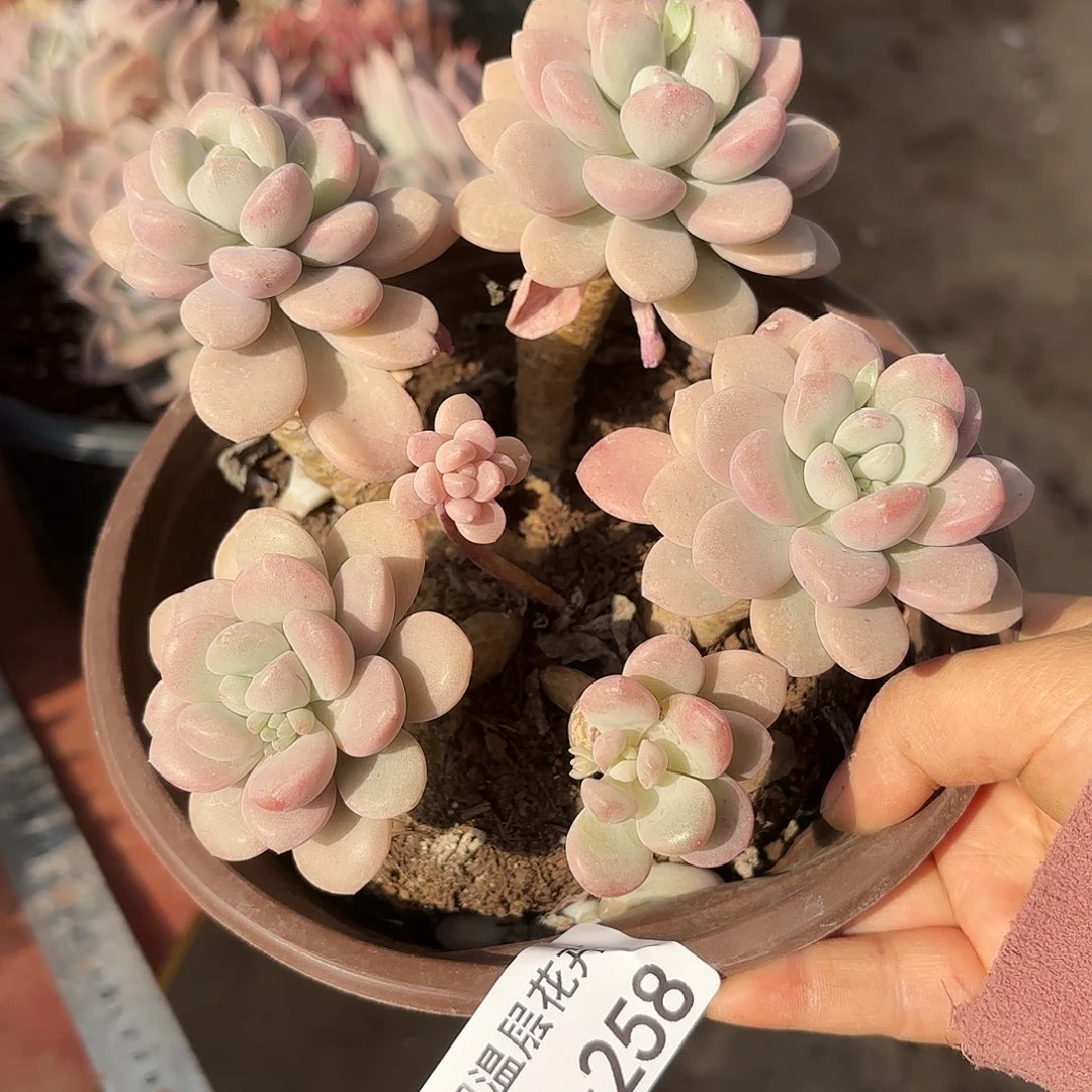 同温层多肉白露258