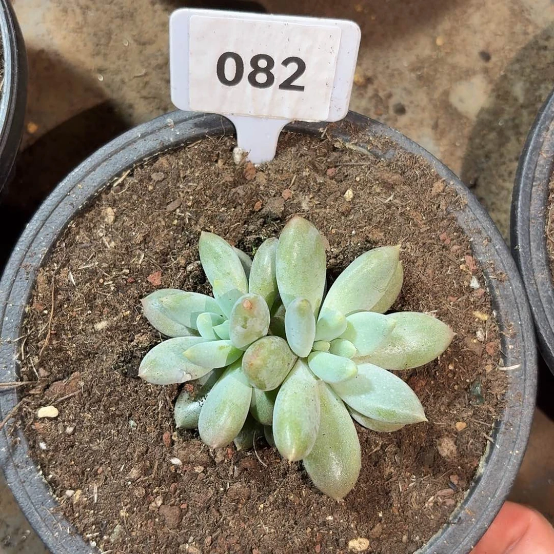 胖彩哥特萝莉1234567891111