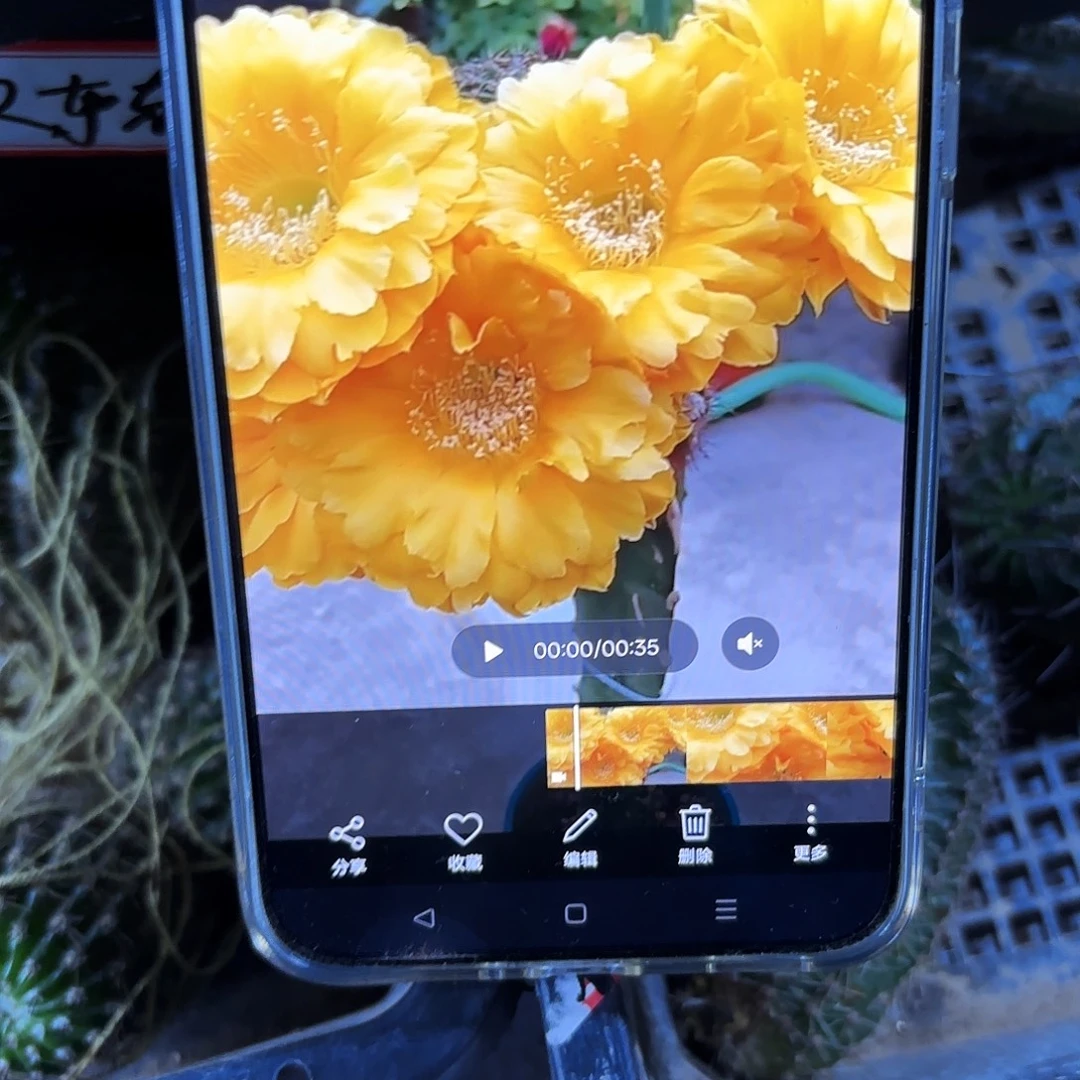 欢乐彩4-5公分侧牙20包邮8