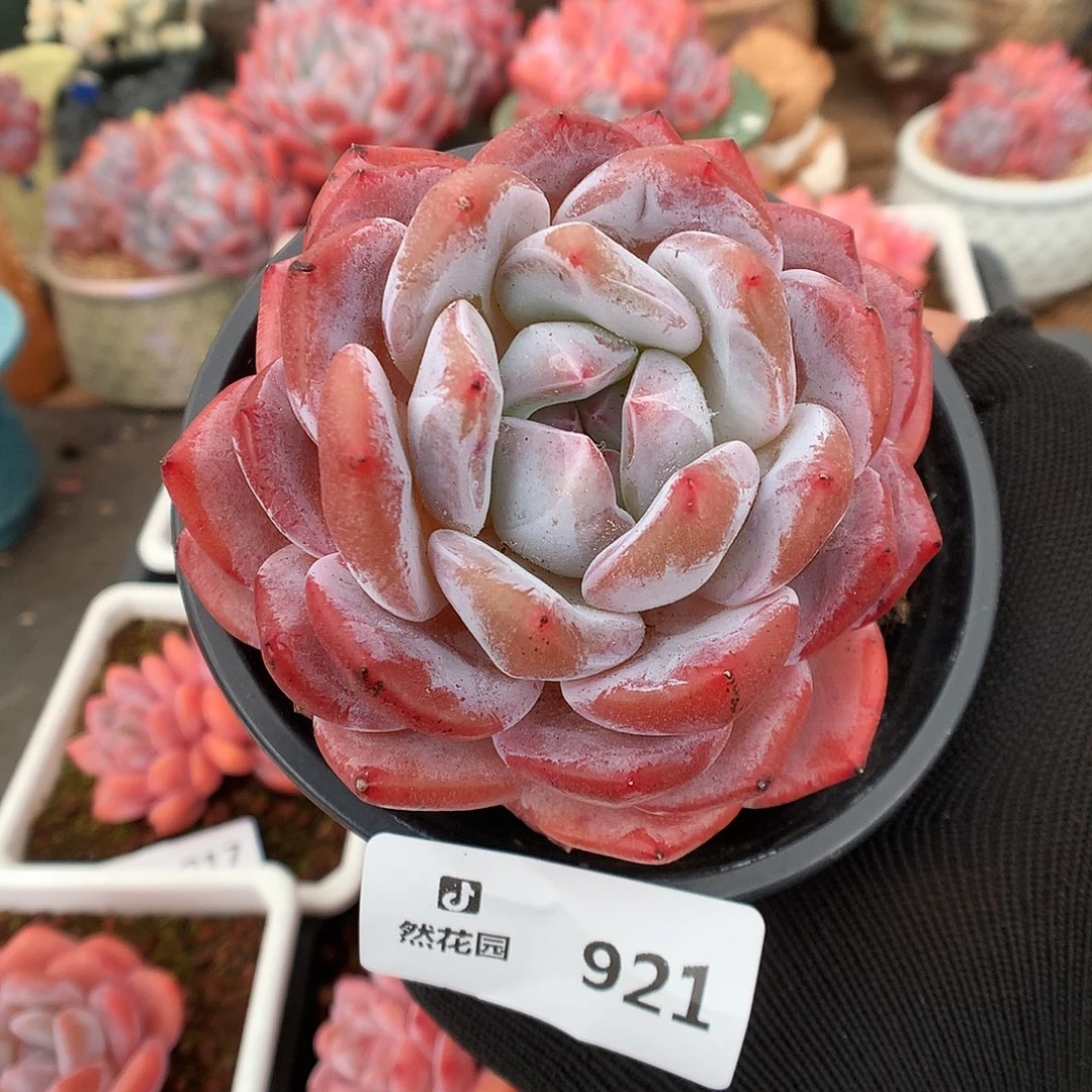 921星影多肉植物6666