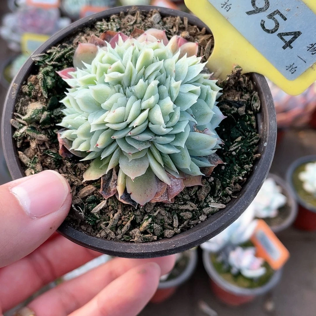 【闪购商品】954号