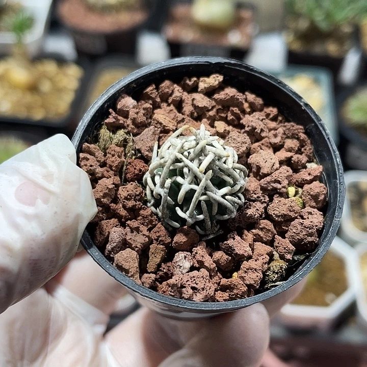 100飞鸟狂刺仙人球