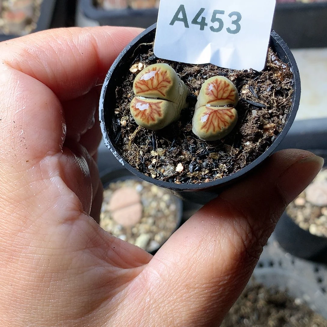 A453多肉植物保护