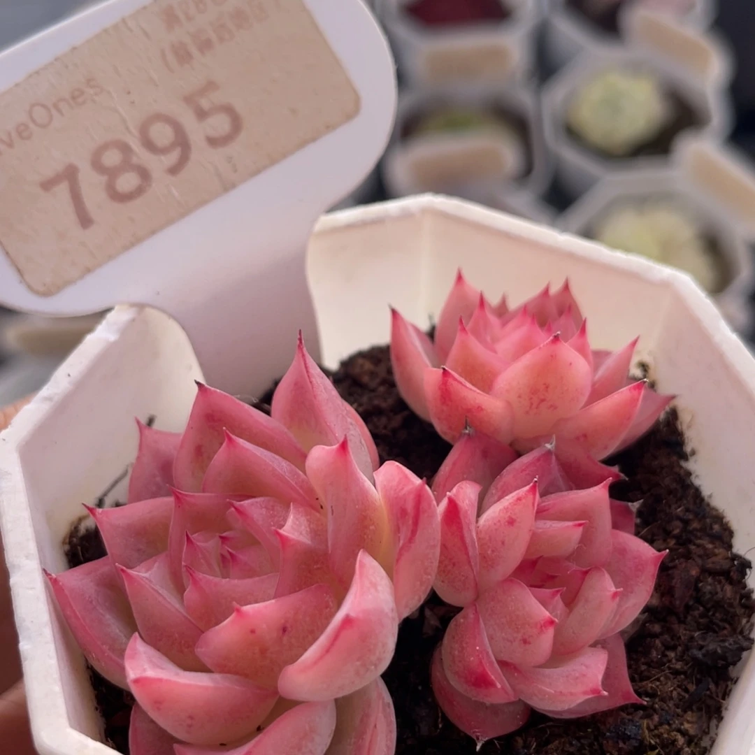 粉水晶7895-6.0厘米