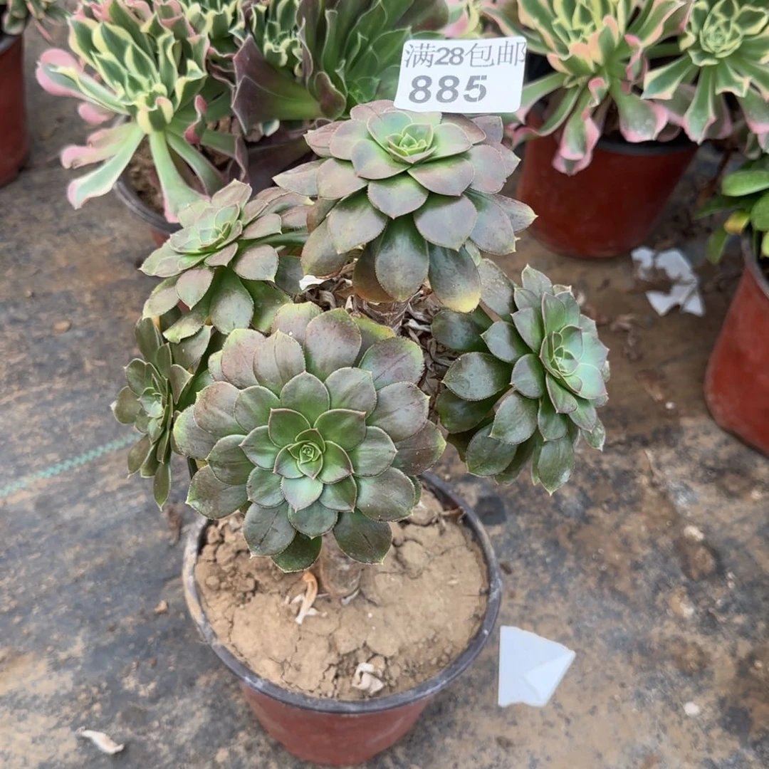 金缕多肉885满28包邮断枝不包