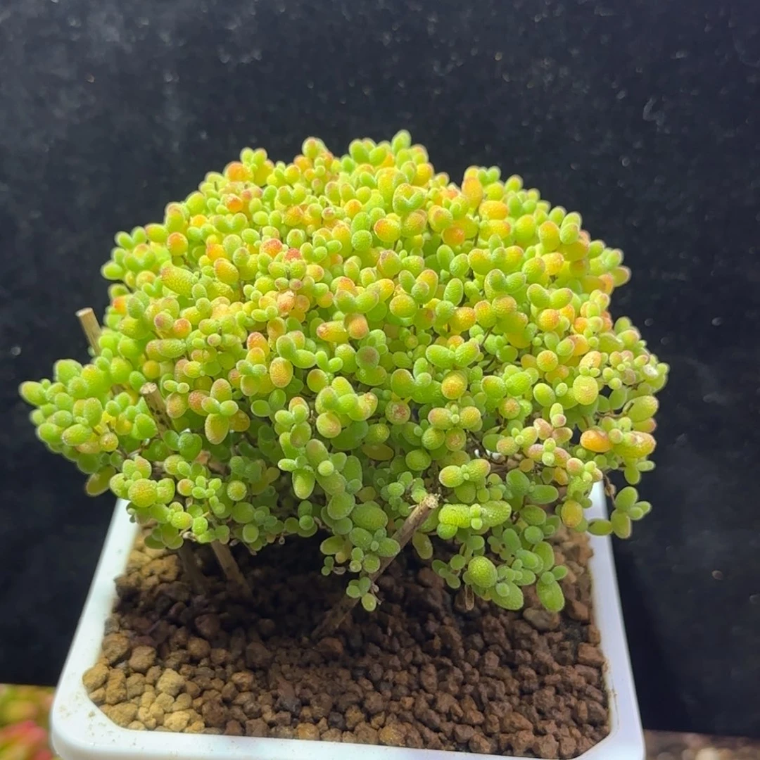 dy154精控蜜橘直杆冠幅8.5cm福利