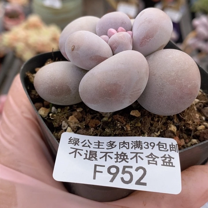 芭比奶洛5cm952多肉植物