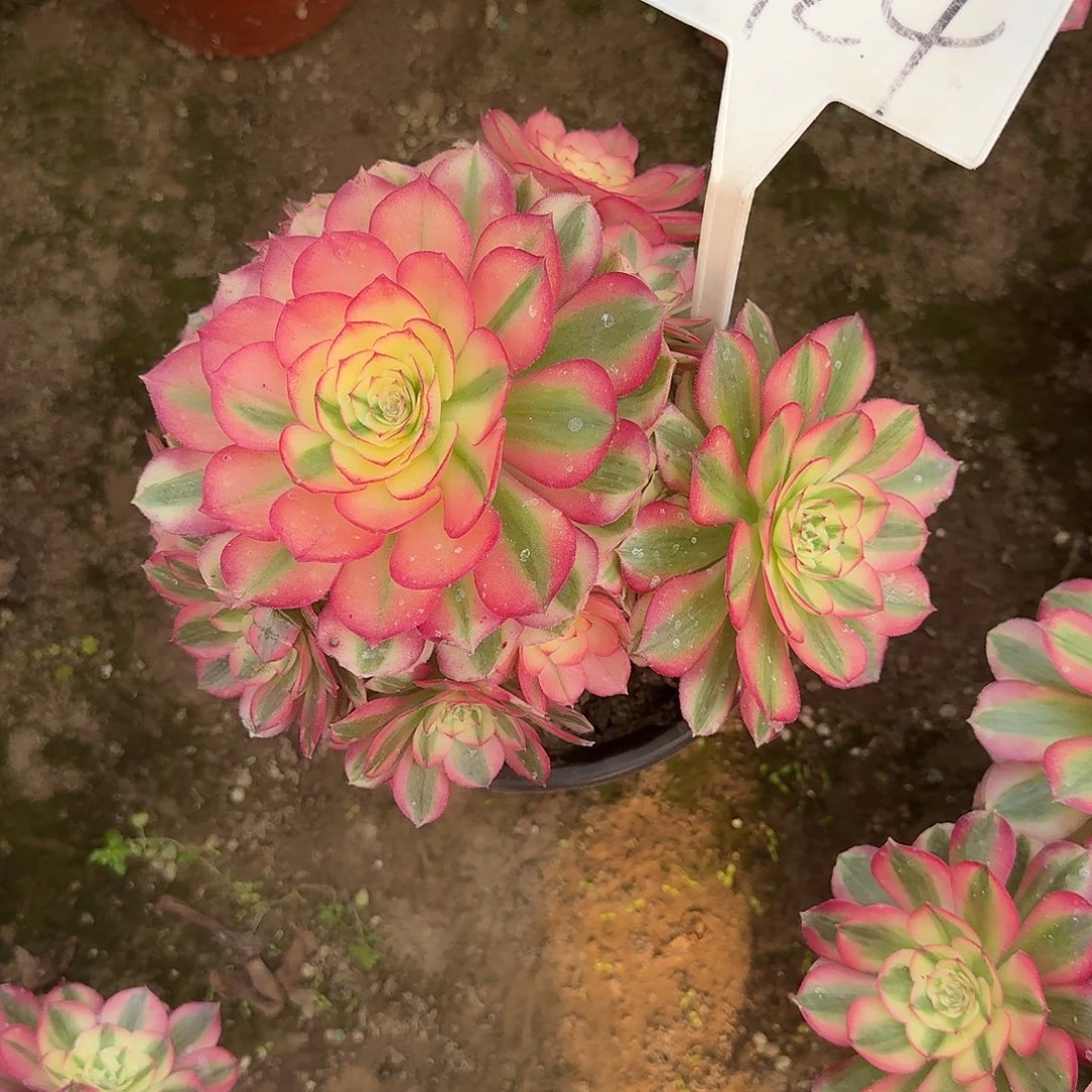 4124倾城多肉法师多肉