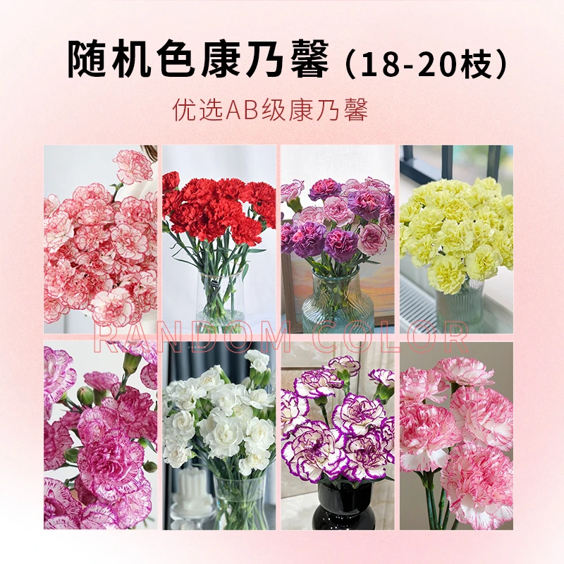 悦多彩【AB级多头康乃馨】教师节母亲节父亲节三八节感恩节鲜花活动