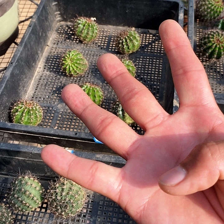 史蒂夫 皇冠各2颗