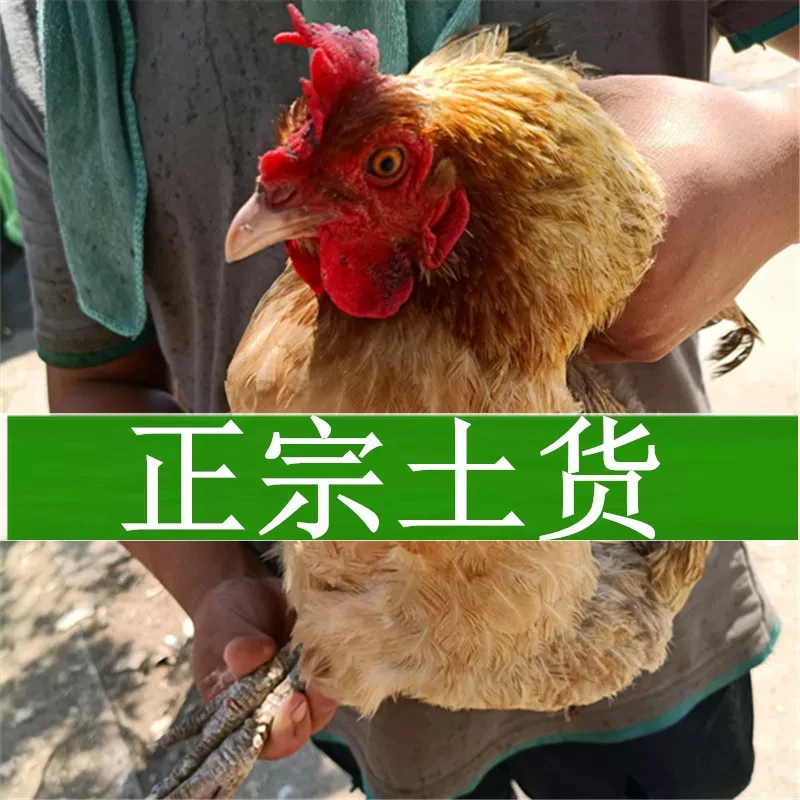 （土鸡）湘西高山本地土鸡1只