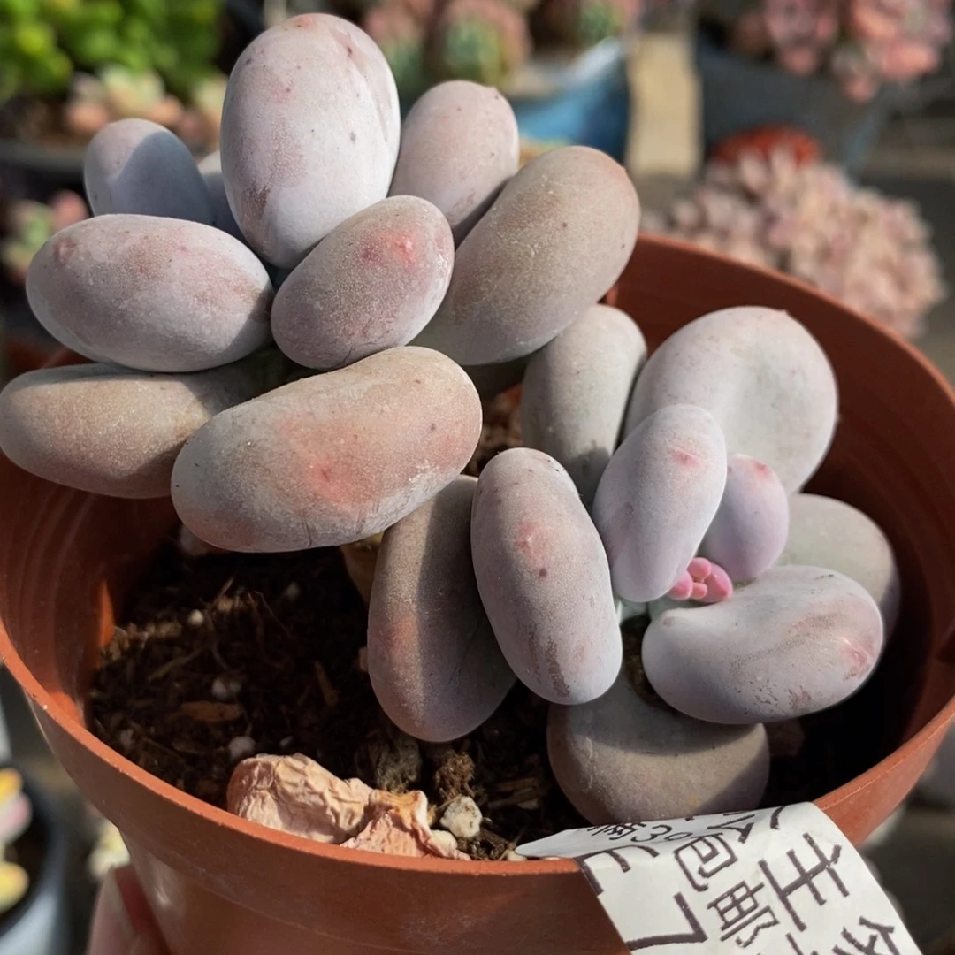 761大叶奶7cm多肉