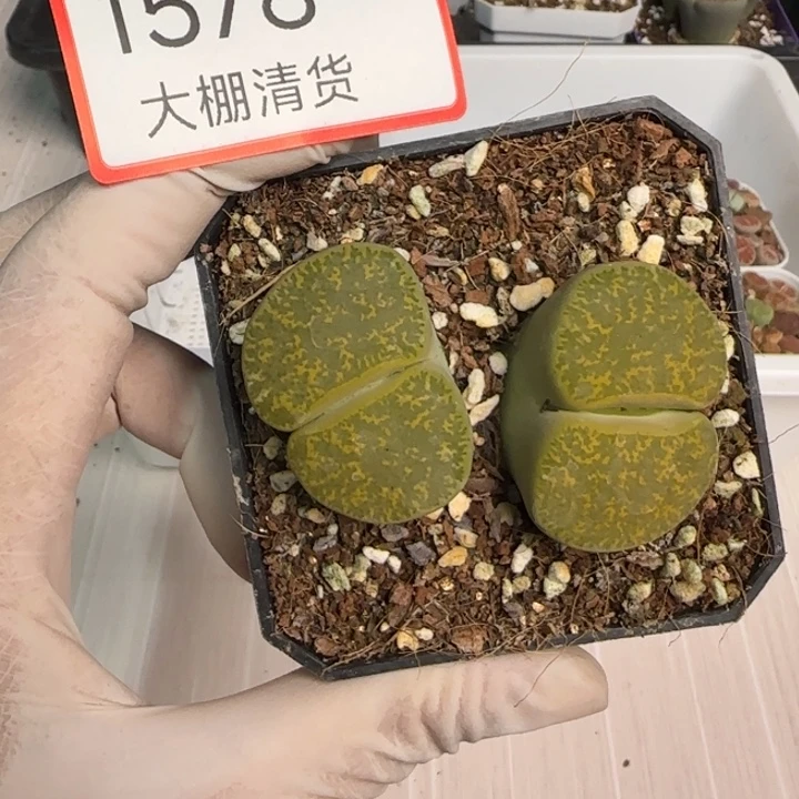 1578 大棚清仓大捡漏