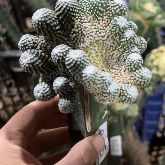无花朵银牡丹缀化885