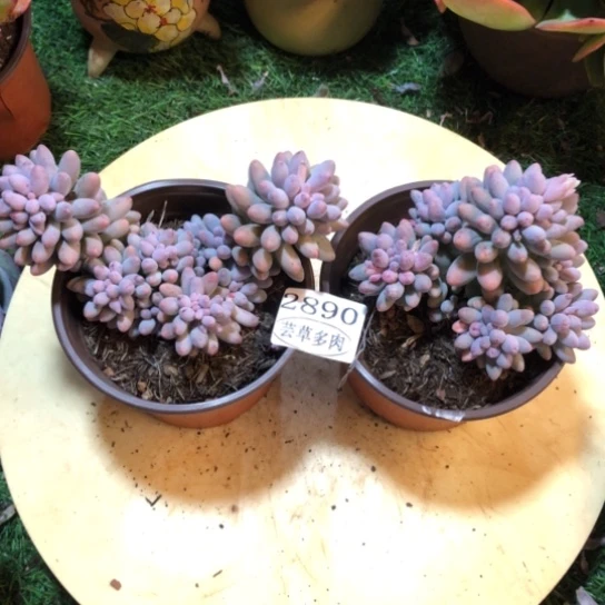 婴儿手指两颗，2890，一