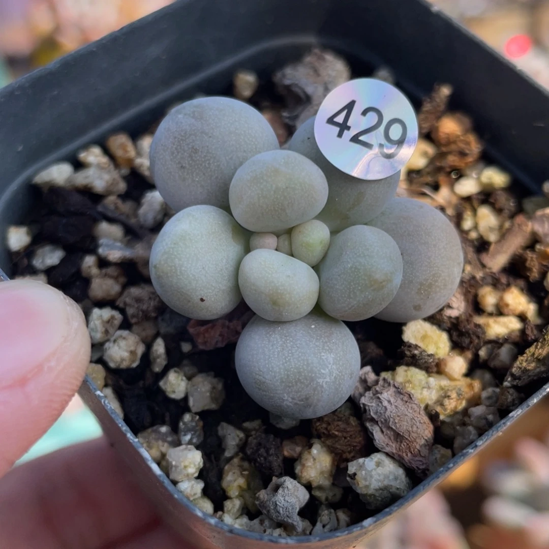 仙子奶酪多肉植物