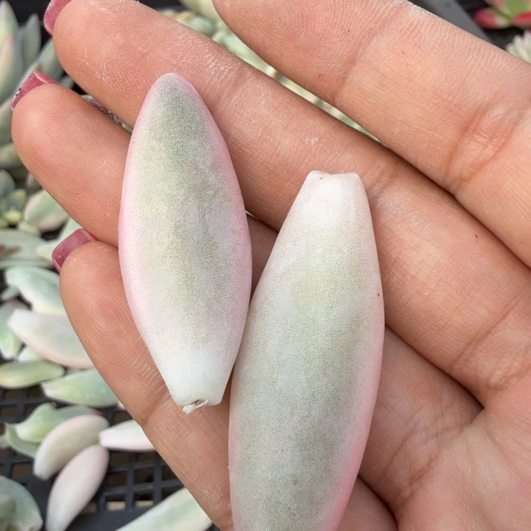 草莓啵啵锦2片一组