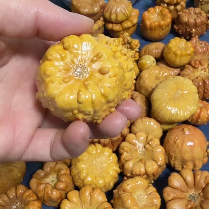 微***涩墨西哥七彩疙瘩葫芦
