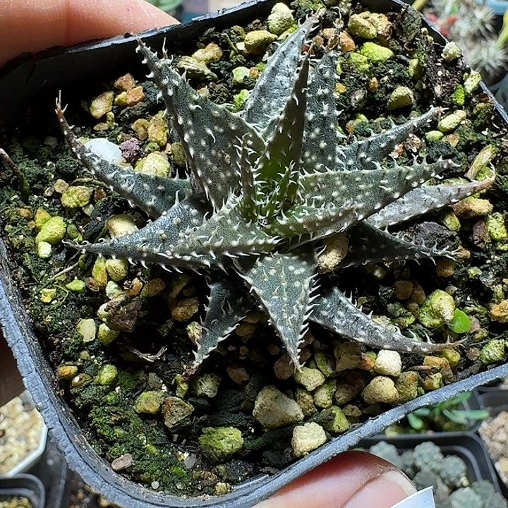 281琉璃姬孔雀脱土发货一个随机