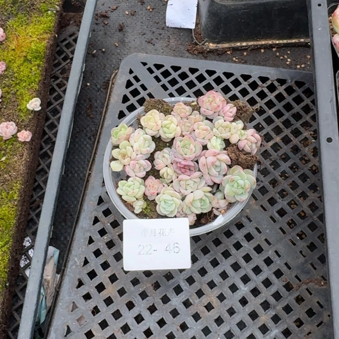 珍妮切糕量拍22-46