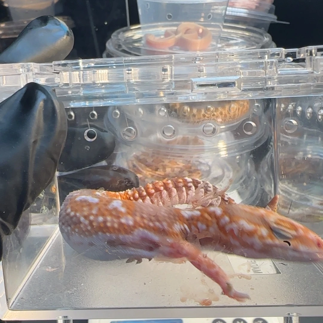 肥尾守宫000000035