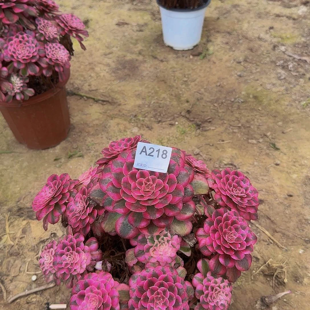 小***露无花朵218红铜白，多肉植物