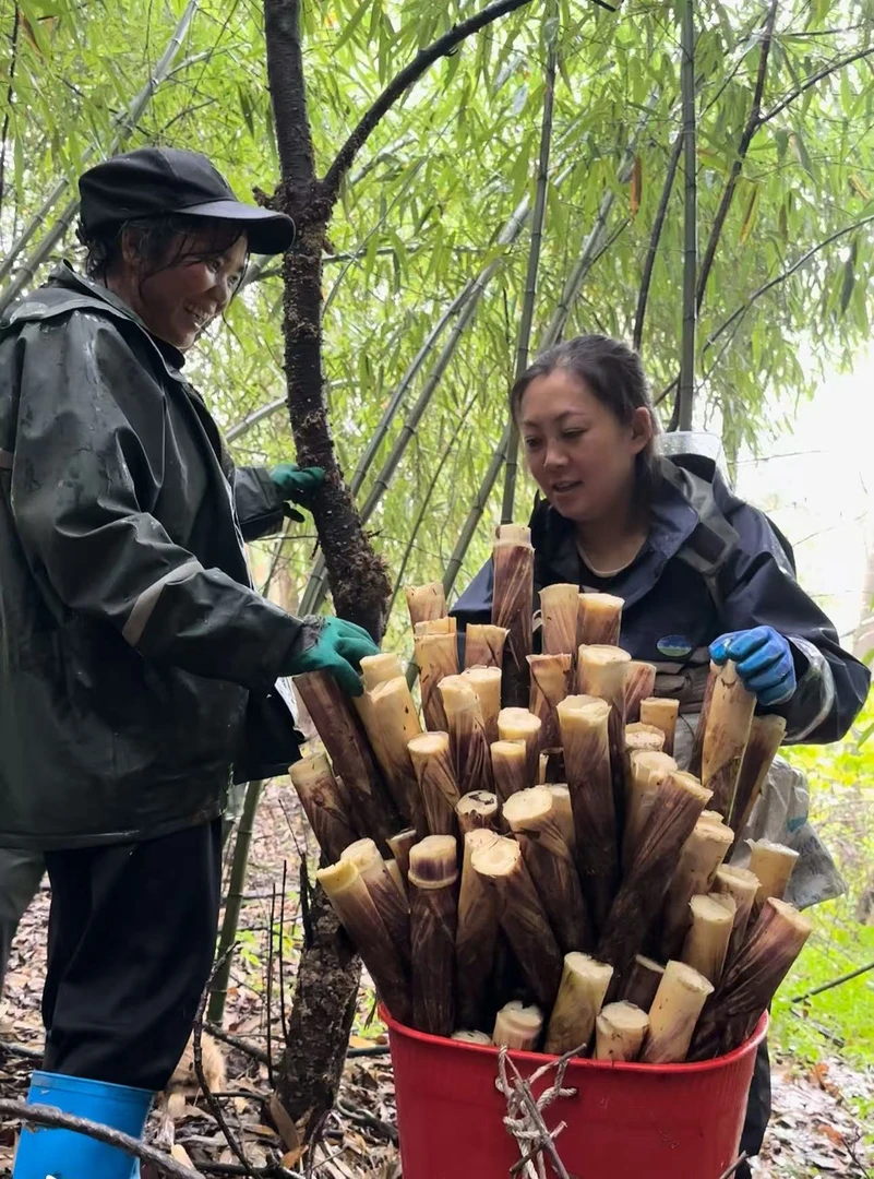 云南昭通小草坝大山老林新鲜竹笋（带壳发货）现采现发口感鲜嫩清脆