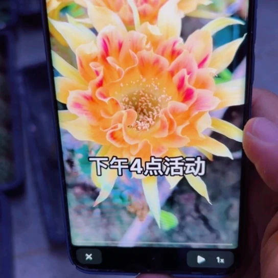 下101丽花阳41歪无根侧芽4公分左右