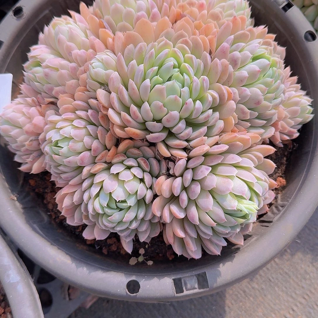 前**事1736杂交多肉植物