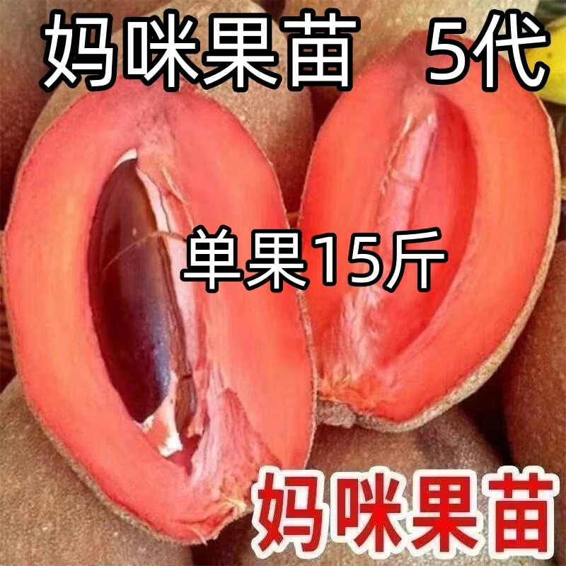 当年结果新品台湾马嘉纳麻美妈咪果树苗盆栽地栽阳台庭院四季种植