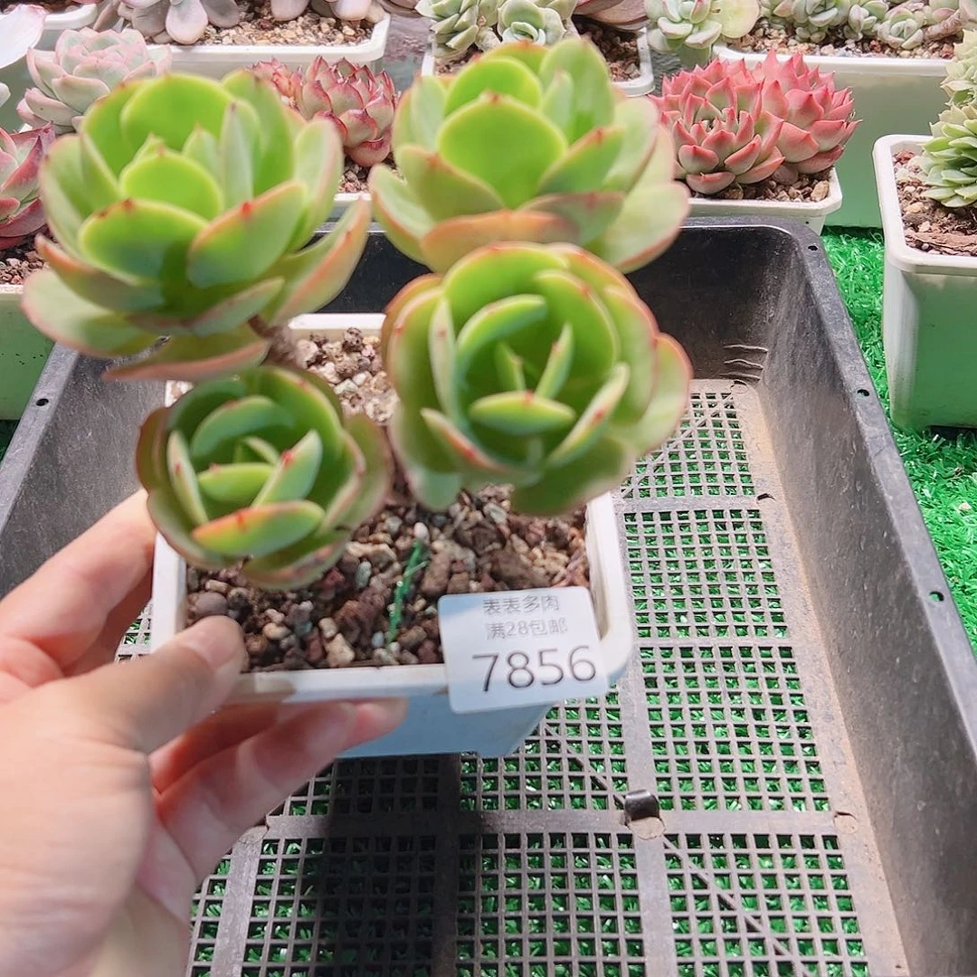 无花朵多肉一物一拍7856