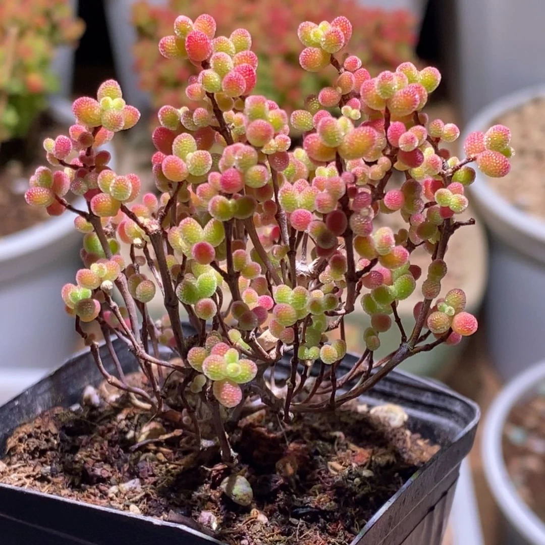 蜜桔糖球枝干番杏205