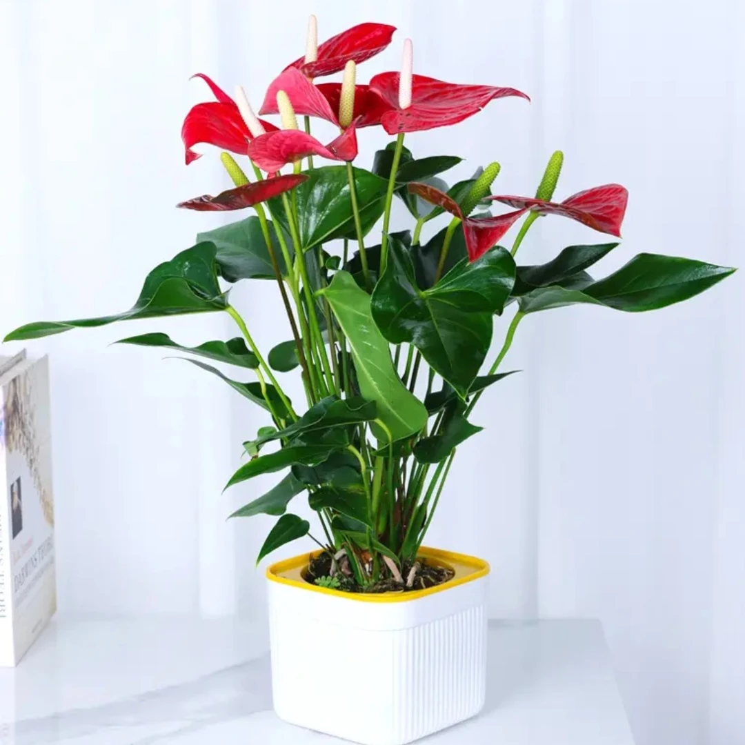 红掌盆栽A带花发货四季开花室内家居绿植鸿运当头好养花卉