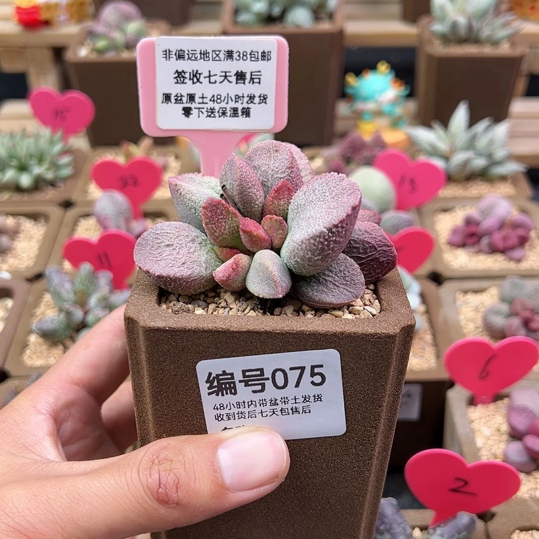 075赛猪肝水泡多肉