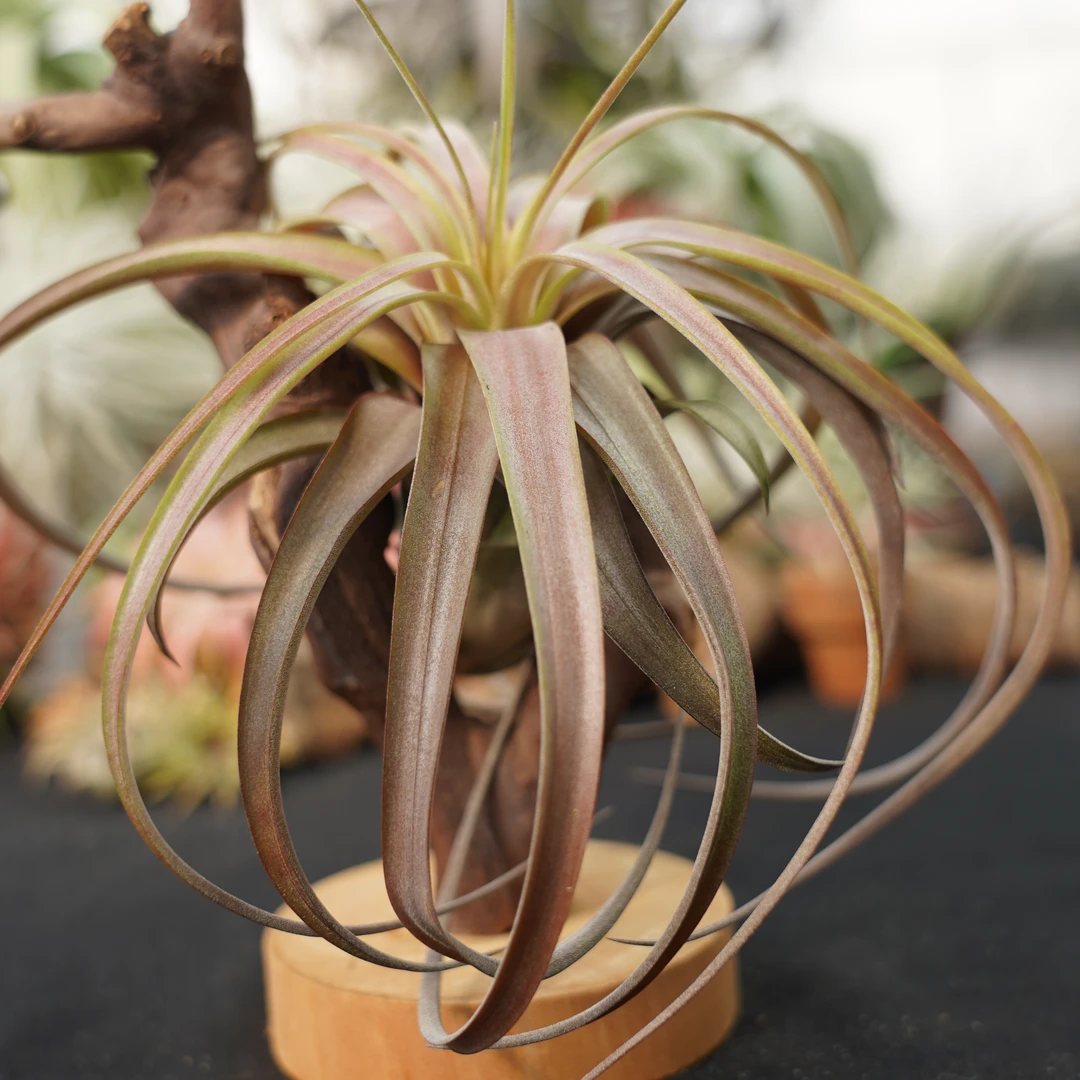 爱情结空气凤梨室内桌面绿植无土植物