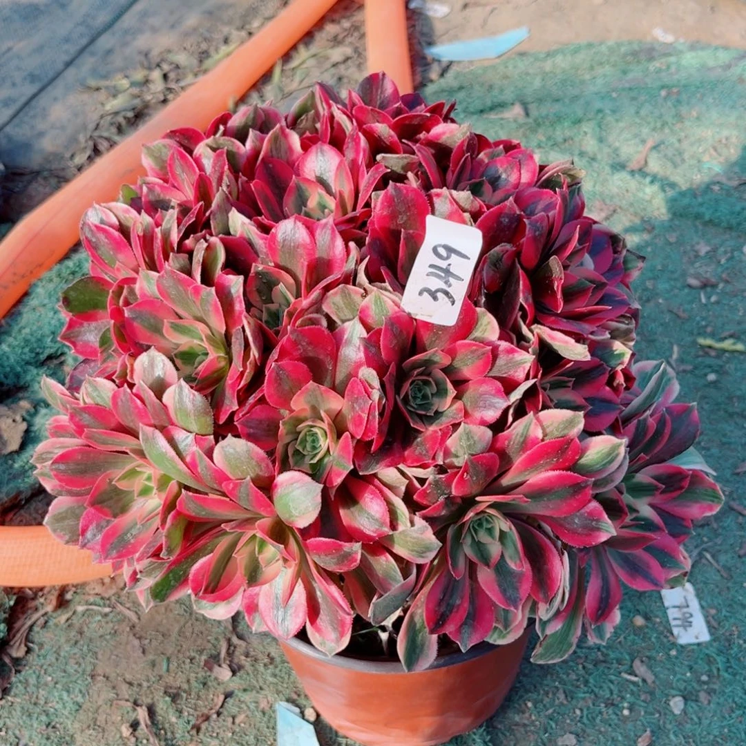 A***初49粉女妖多肉植物