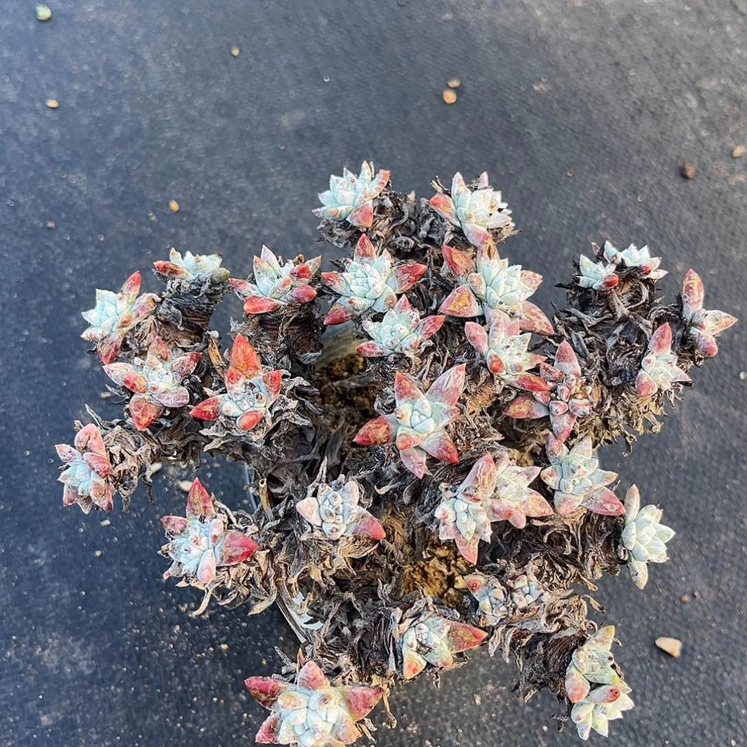 小鹿多肉一物一拍