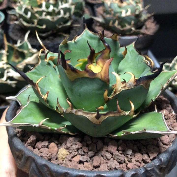 黑帝斯仁王冠龙舌兰