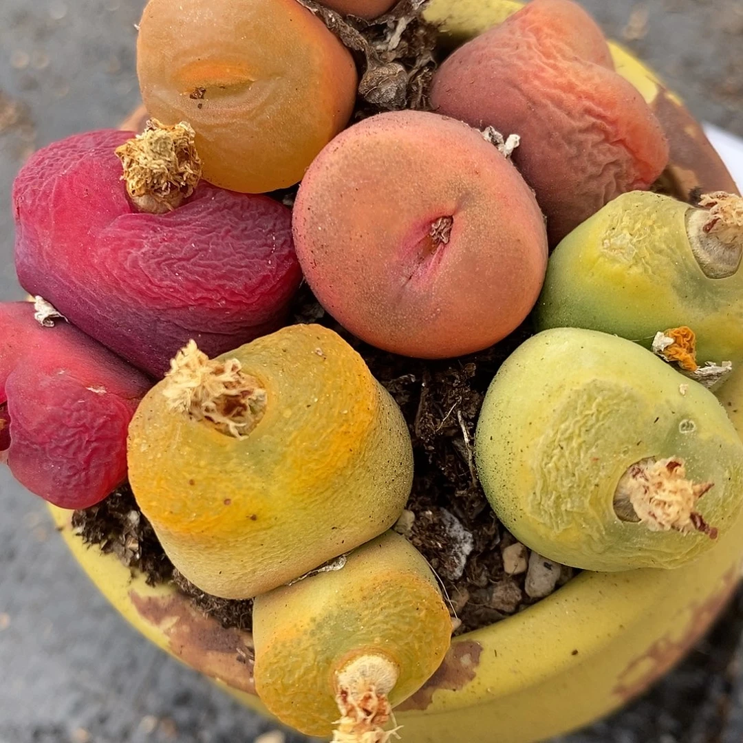 2329彩蟠桃双头一组。