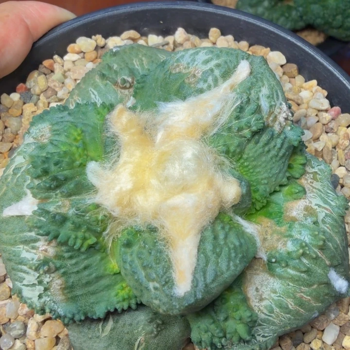 大圆叶达摩连山外星怒