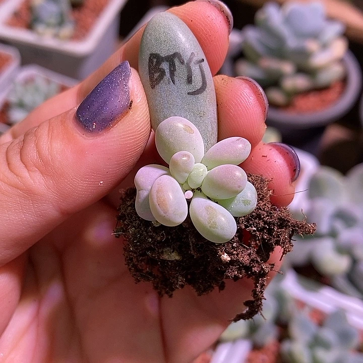 白汤圆锦多肉植物