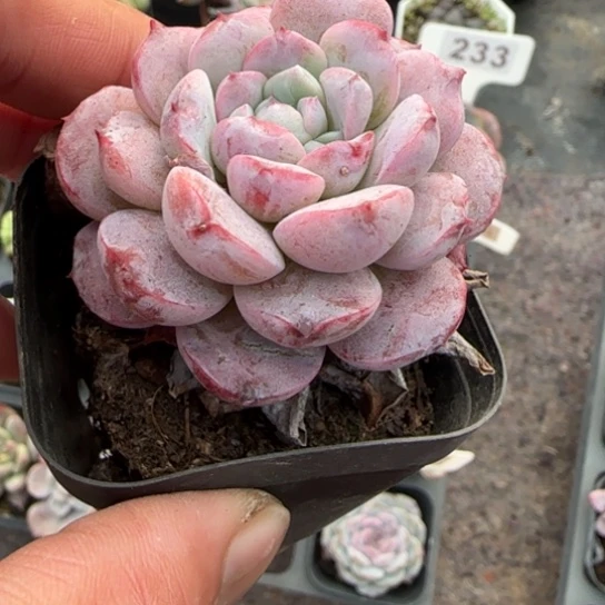 141恩宠多肉植物多