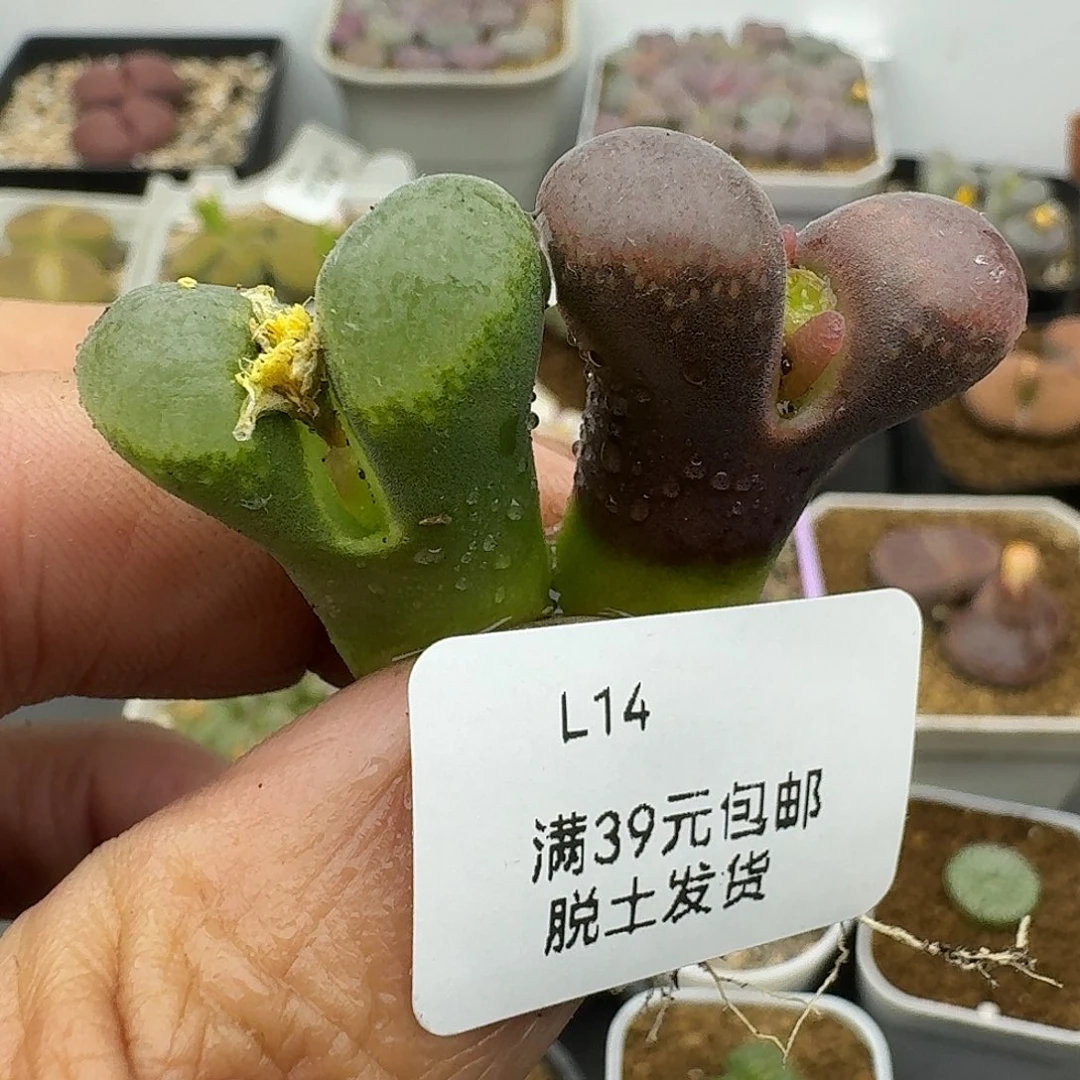 14多肉哈哈哈哈哈哈哈