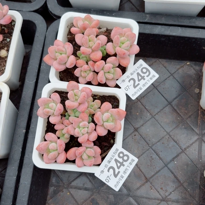 阳***H红洛神多肉植物多肉
