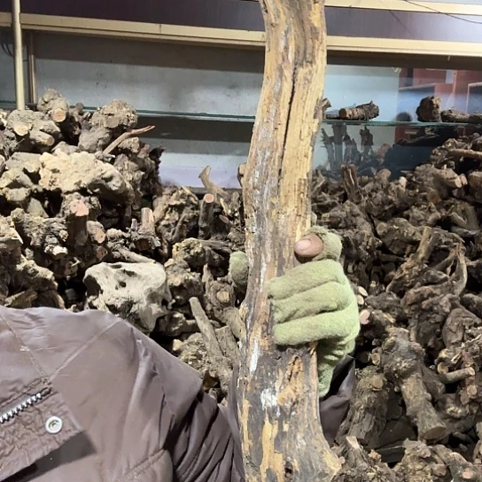 香榧木自**在火琉璃的故事毛料摆件