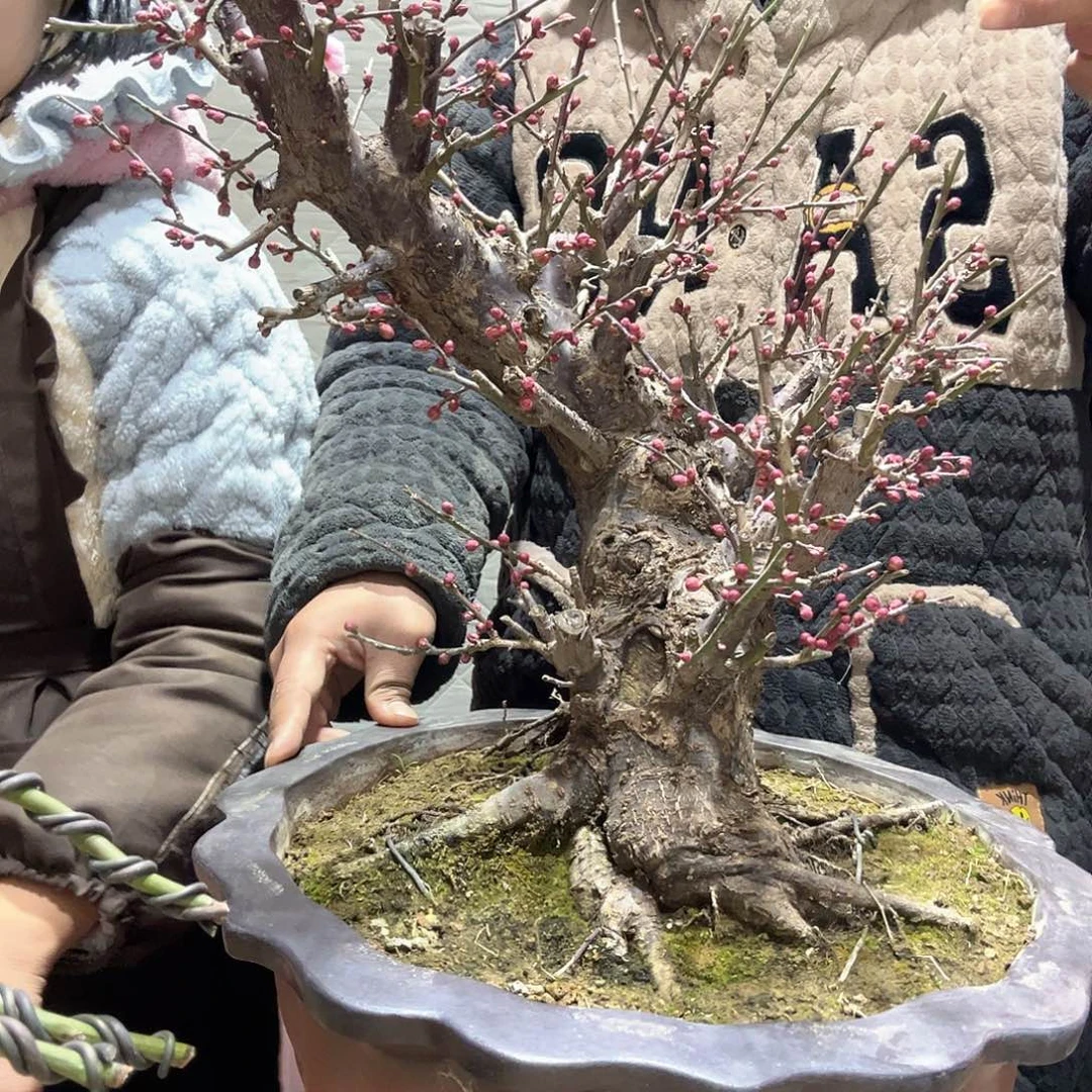 合***馆无花朵原生宫粉梅花