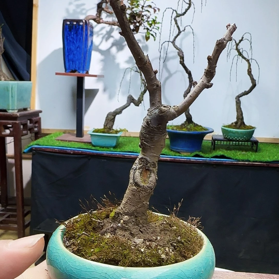 钓***人无花朵大哥货架恐龙