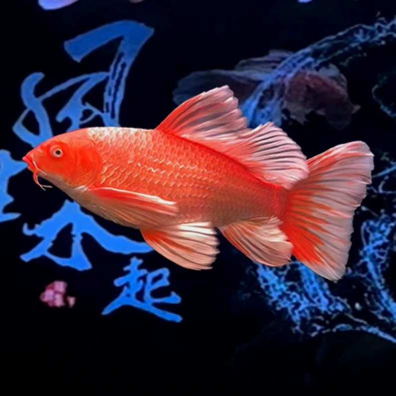 台湾纯种普身红色蝴蝶鲤大鳍大尾招财观赏鱼好养耐活冷水鱼宠物鱼